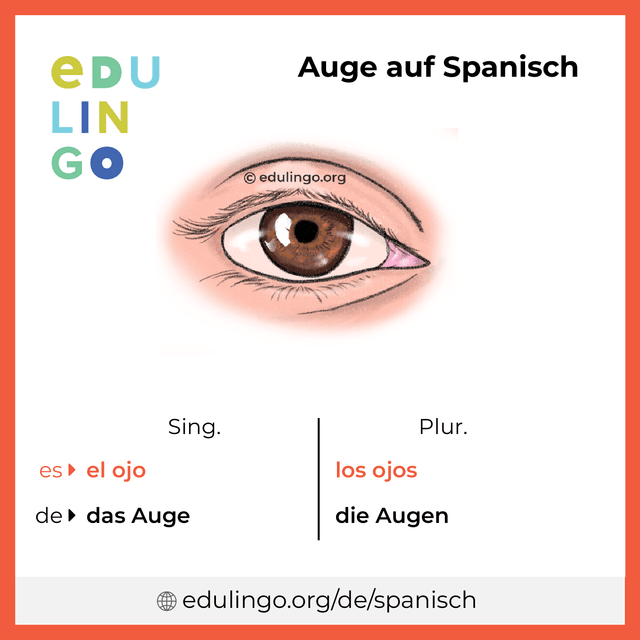 Auge auf Spanisch Vokabelbild mit Singular und Plural zum Herunterladen und Ausdrucken