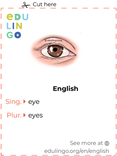 Eye in English vocabulary flashcard for printing, practicing and learning