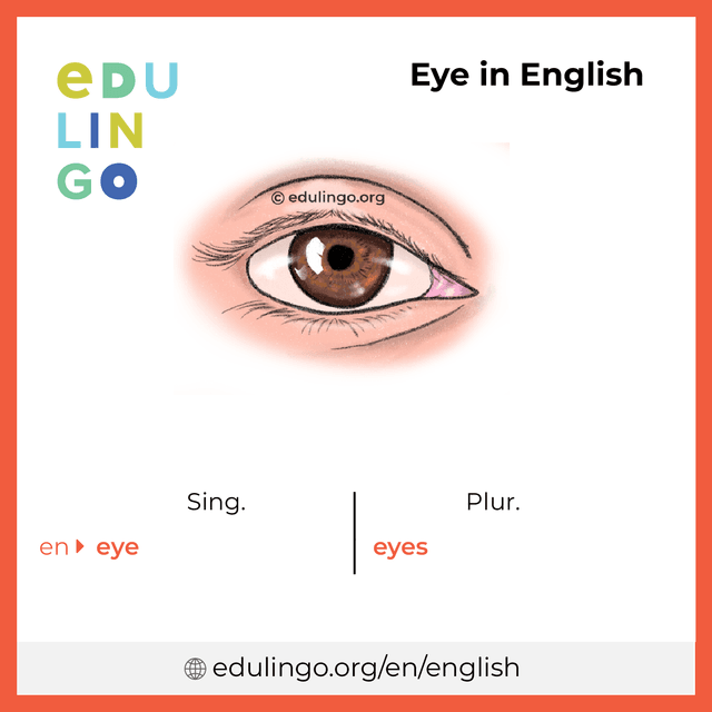 Eye in English vocabulary picture with singular and plural for download and printing