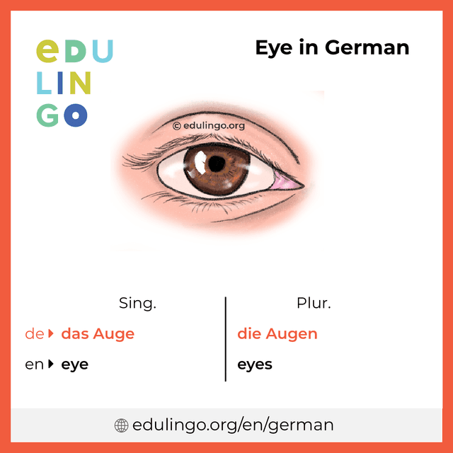 Eye in German vocabulary picture with singular and plural for download and printing