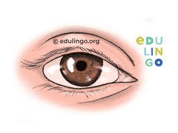Thumbnail: Eye in English
