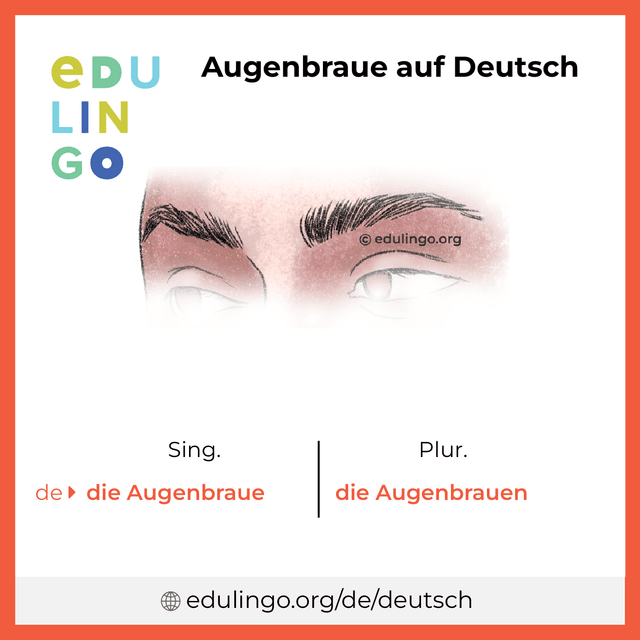 Augenbraue auf Deutsch Vokabelbild mit Singular und Plural zum Herunterladen und Ausdrucken