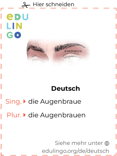 Augenbraue auf Deutsch Vokabelkartei zum Ausdrucken, Üben und Lernen