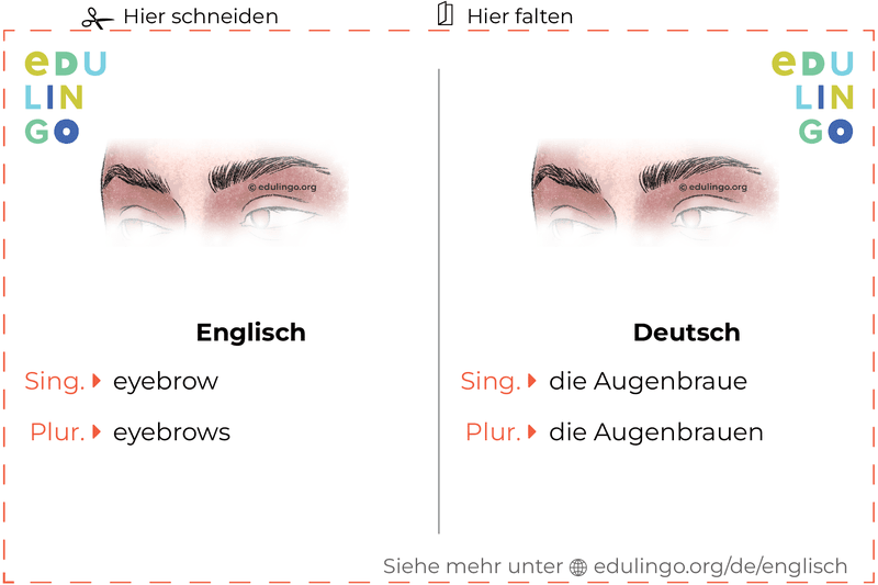 Augenbraue auf Englisch Vokabelkartei zum Ausdrucken, Üben und Lernen