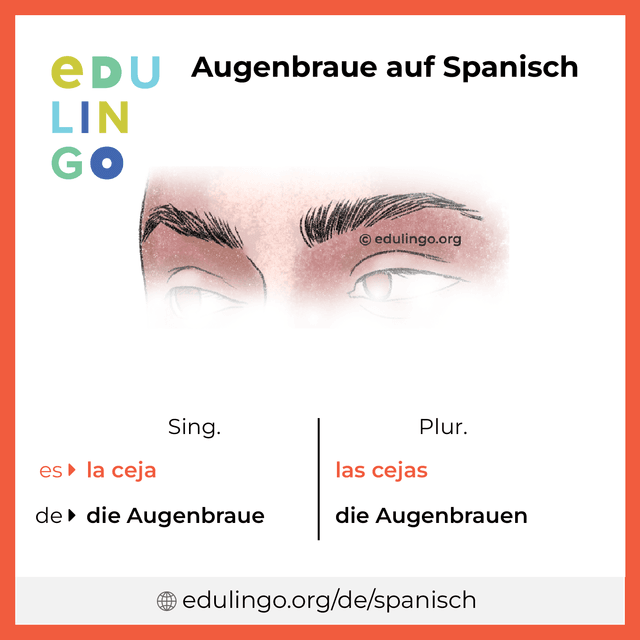 Augenbraue auf Spanisch Vokabelbild mit Singular und Plural zum Herunterladen und Ausdrucken
