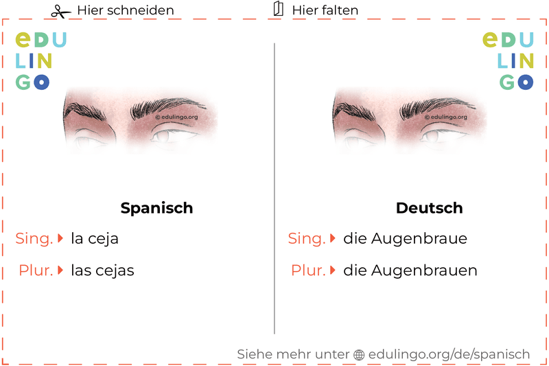 Augenbraue auf Spanisch Vokabelkartei zum Ausdrucken, Üben und Lernen