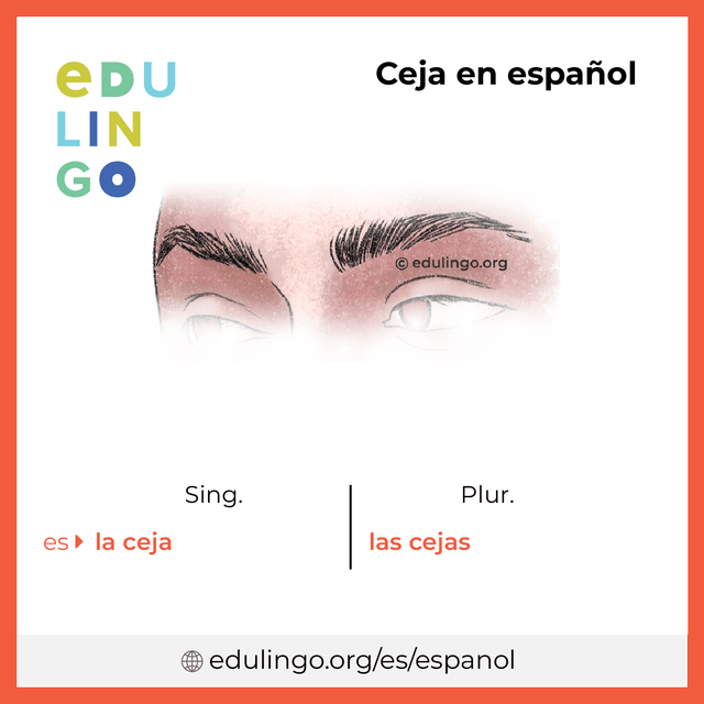 Imagen de vocabulario Ceja en español con singular y plural para descargar e imprimir