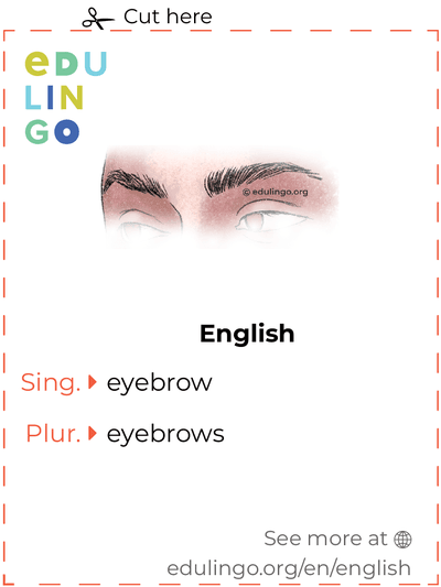 Eyebrow in English vocabulary flashcard for printing, practicing and learning