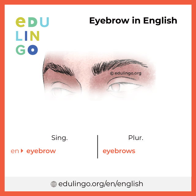 Eyebrow in English vocabulary picture with singular and plural for download and printing