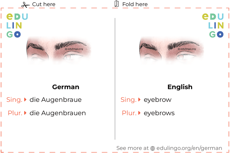Eyebrow in German vocabulary flashcard for printing, practicing and learning