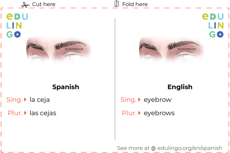 Eyebrow in Spanish vocabulary flashcard for printing, practicing and learning
