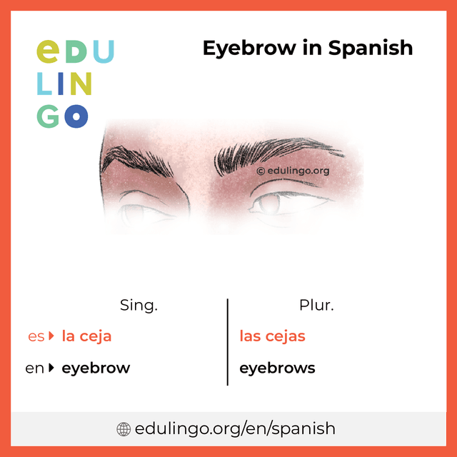 Eyebrow in Spanish vocabulary picture with singular and plural for download and printing