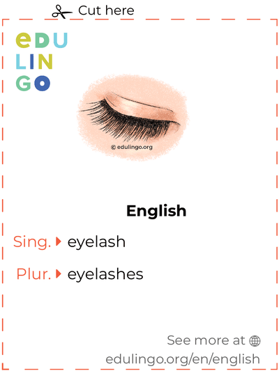 Eyelash in English vocabulary flashcard for printing, practicing and learning