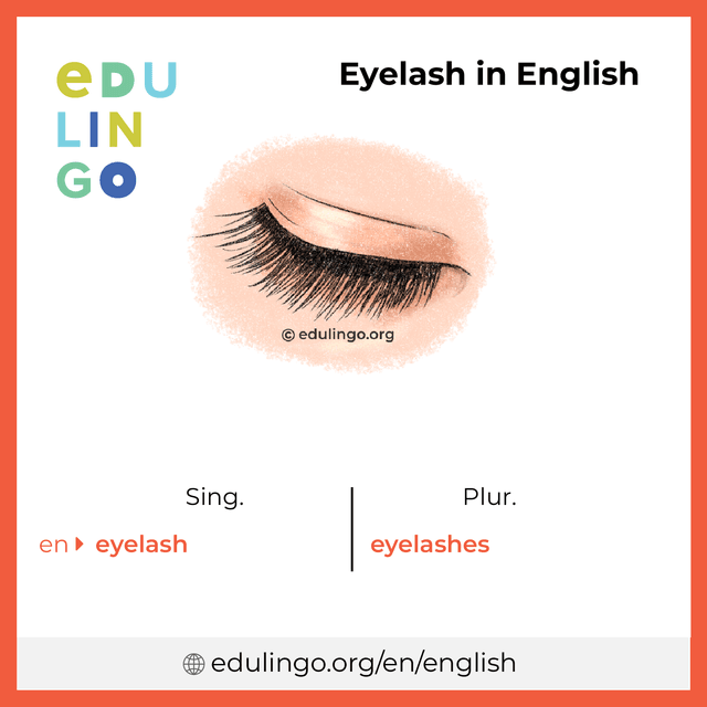 Eyelash in English vocabulary picture with singular and plural for download and printing