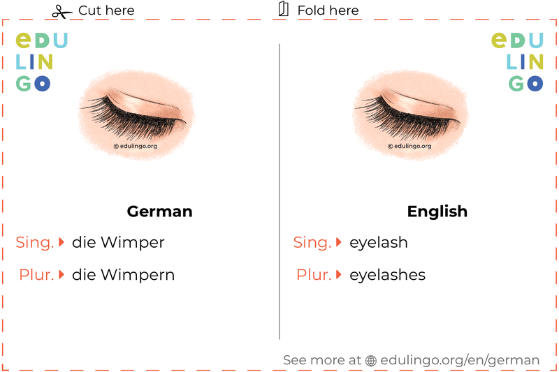 Eyelash in German vocabulary flashcard for printing, practicing and learning
