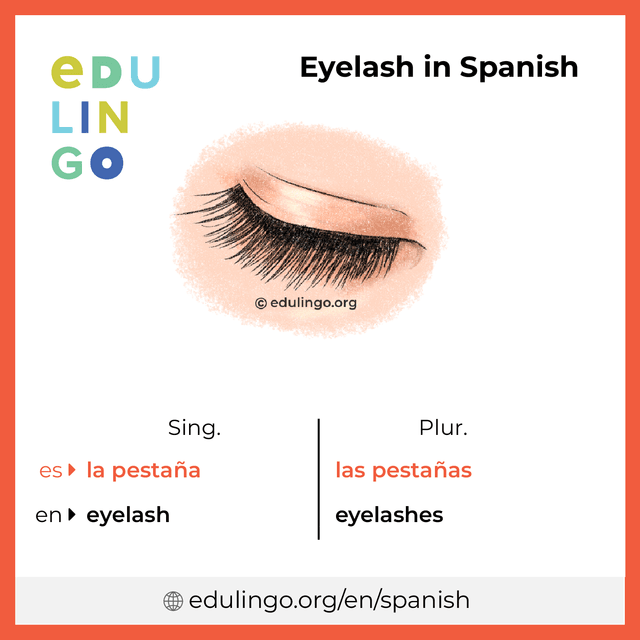 Eyelash in Spanish vocabulary picture with singular and plural for download and printing