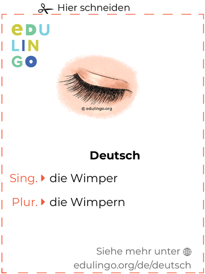 Wimper auf Deutsch Vokabelkartei zum Ausdrucken, Üben und Lernen