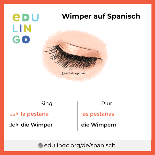 Wimper auf Spanisch Vokabelbild mit Singular und Plural zum Herunterladen und Ausdrucken