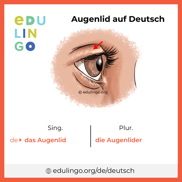 Augenlid auf Deutsch Vokabelbild mit Singular und Plural zum Herunterladen und Ausdrucken