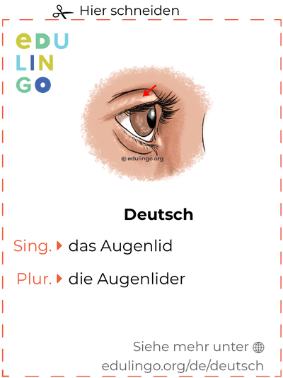Augenlid auf Deutsch Vokabelkartei zum Ausdrucken, Üben und Lernen