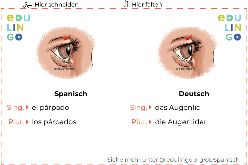 Augenlid auf Spanisch Vokabelkartei zum Ausdrucken, Üben und Lernen