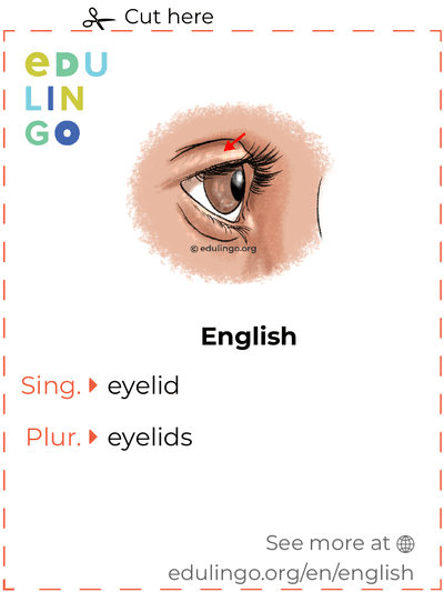 Eyelid in English vocabulary flashcard for printing, practicing and learning