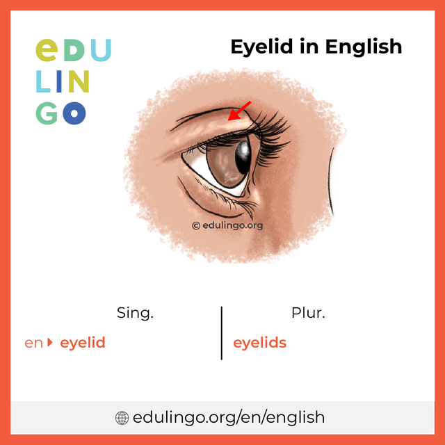 Eyelid in English vocabulary picture with singular and plural for download and printing