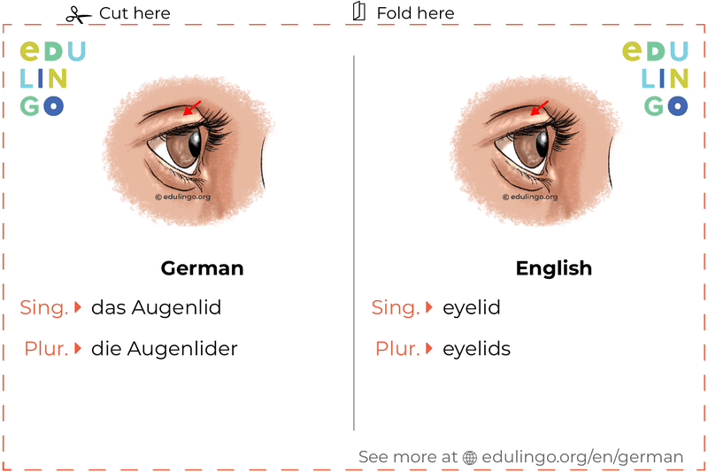 Eyelid in German vocabulary flashcard for printing, practicing and learning