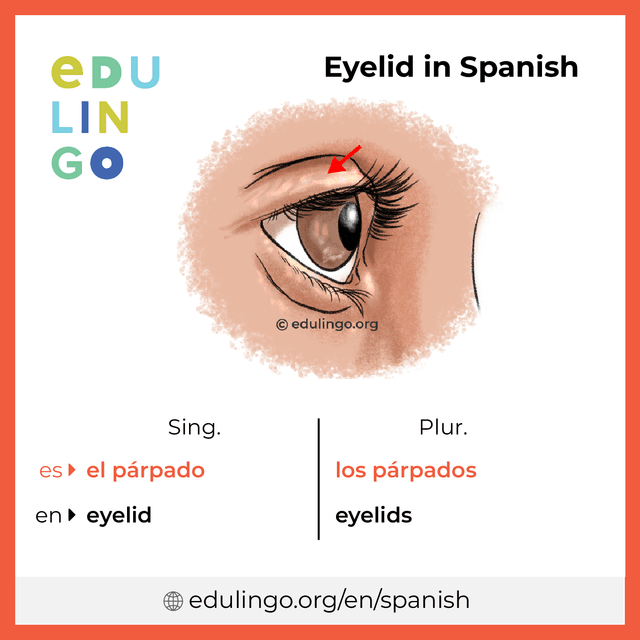 Eyelid in Spanish vocabulary picture with singular and plural for download and printing