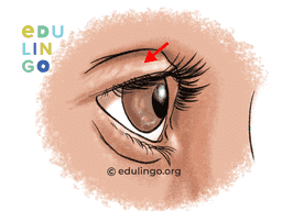 Thumbnail: Eyelid in Spanish