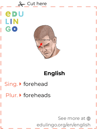 Forehead in English vocabulary flashcard for printing, practicing and learning