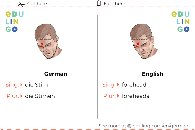 Forehead in German vocabulary flashcard for printing, practicing and learning
