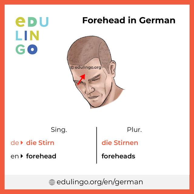 Forehead in German vocabulary picture with singular and plural for download and printing