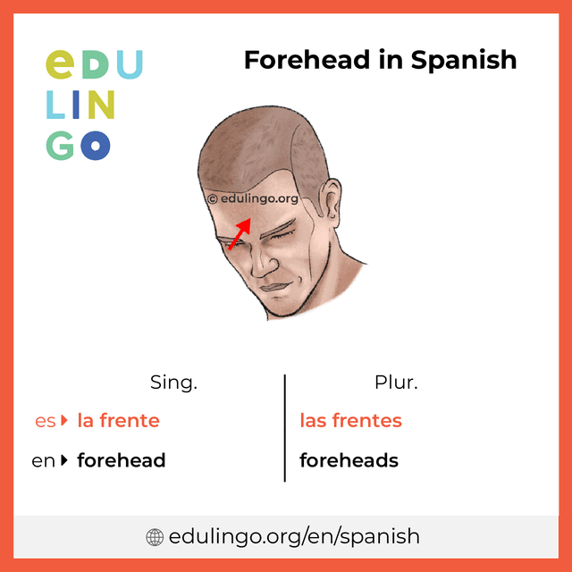 Forehead in Spanish vocabulary picture with singular and plural for download and printing