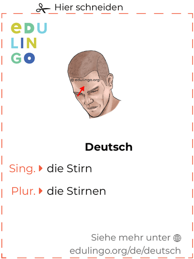 Stirn auf Deutsch Vokabelkartei zum Ausdrucken, Üben und Lernen