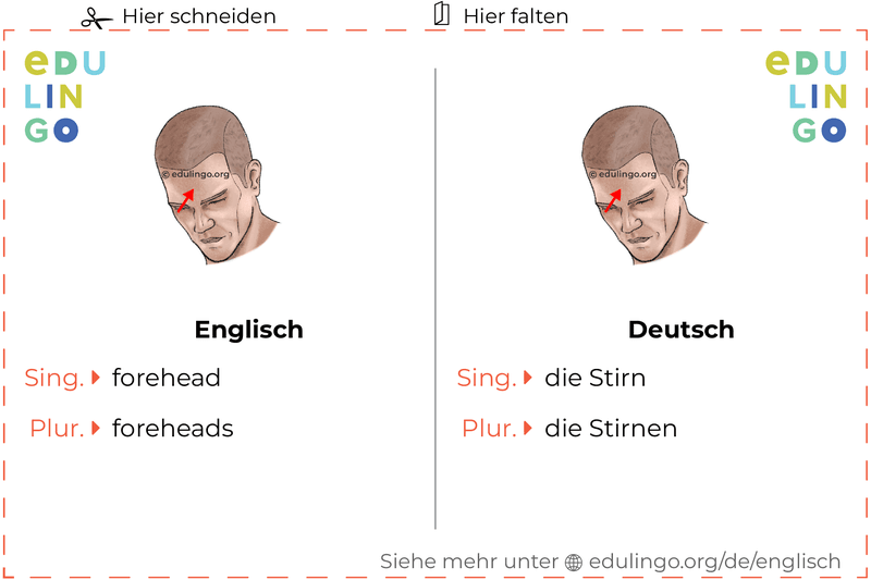 Stirn auf Englisch Vokabelkartei zum Ausdrucken, Üben und Lernen
