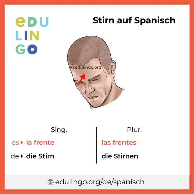 Stirn auf Spanisch Vokabelbild mit Singular und Plural zum Herunterladen und Ausdrucken