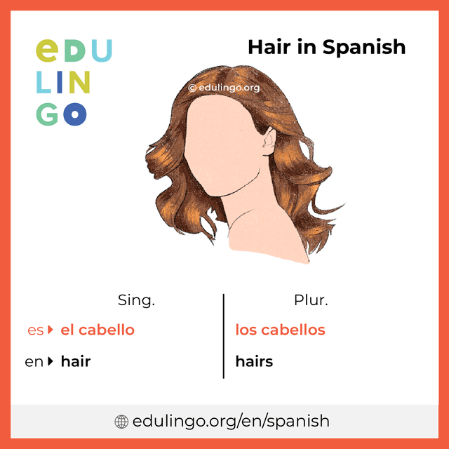 Hair in Spanish vocabulary picture with singular and plural for download and printing