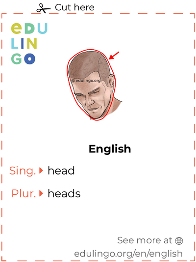 Head in English vocabulary flashcard for printing, practicing and learning