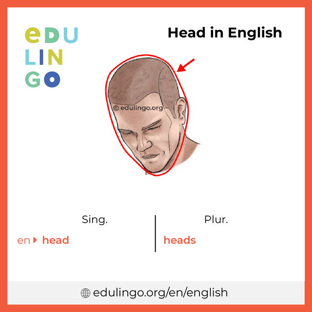 Head in English vocabulary picture with singular and plural for download and printing