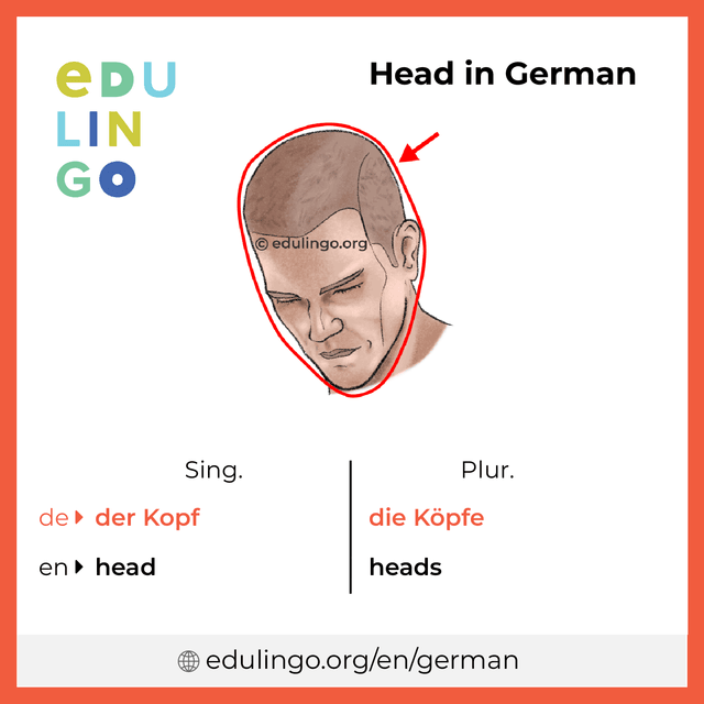 Head in German vocabulary picture with singular and plural for download and printing
