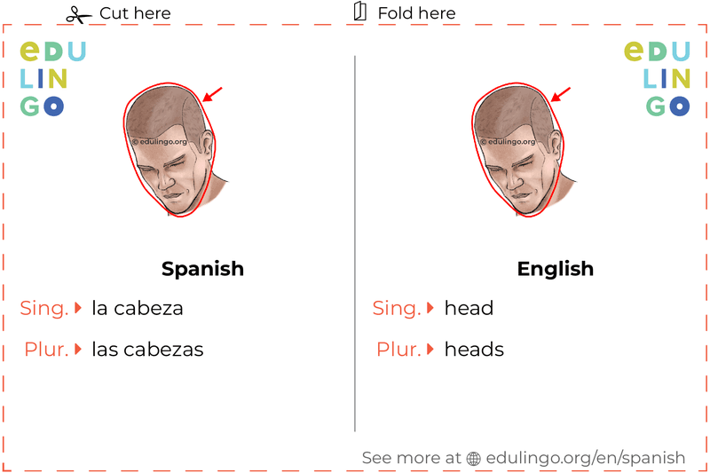 Head in Spanish vocabulary flashcard for printing, practicing and learning