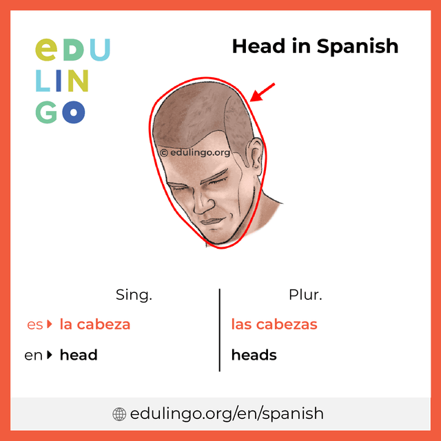 Head in Spanish vocabulary picture with singular and plural for download and printing