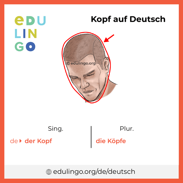 Kopf auf Deutsch Vokabelbild mit Singular und Plural zum Herunterladen und Ausdrucken