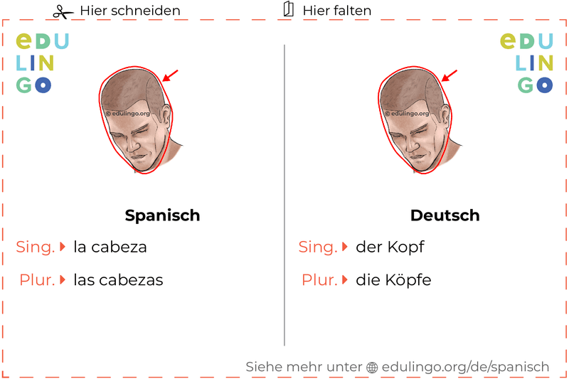 Kopf auf Spanisch Vokabelkartei zum Ausdrucken, Üben und Lernen