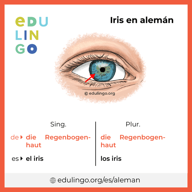 Imagen de vocabulario Iris en alemán con singular y plural para descargar e imprimir