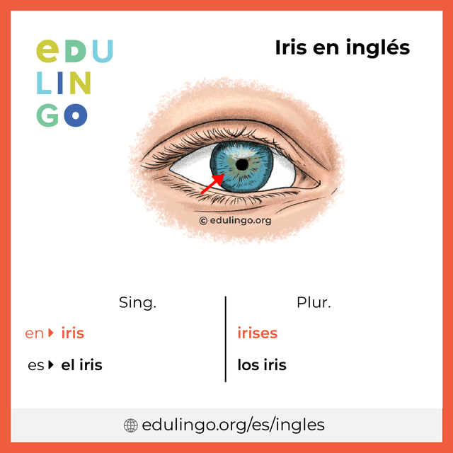 Imagen de vocabulario Iris en inglés con singular y plural para descargar e imprimir