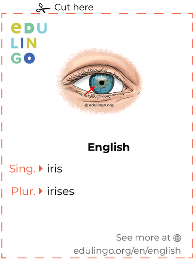 Iris in English vocabulary flashcard for printing, practicing and learning