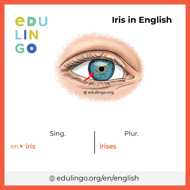 Iris in English vocabulary picture with singular and plural for download and printing