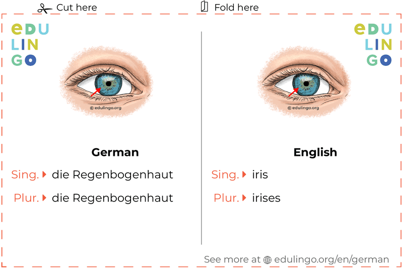 Iris in German vocabulary flashcard for printing, practicing and learning